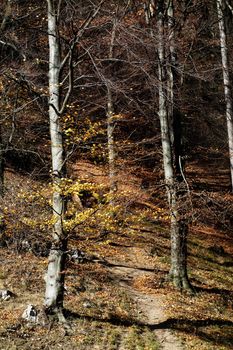 Autumn in October on lost paths
Carpets of leaves, grasses and dried branches.
Come and see these beauties on a mountain vacation.