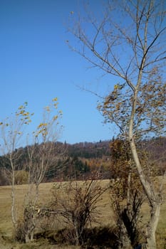 Autumn with joy, sun, travel plans, starting on the asphalt road, forest roads or paths lost through the beech forest.
