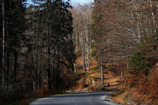 Autumn with joy, sun, travel plans, starting on the asphalt road, forest roads or paths lost through the beech forest.