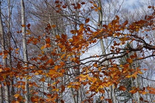 Autumn in October on lost paths
Carpets of leaves, grasses and dried branches.
Come and see these beauties on a mountain vacation.