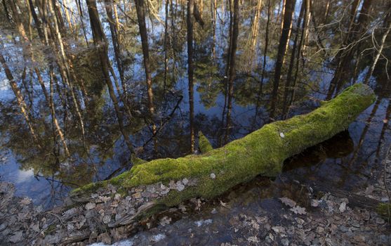 Hight Water in the Forest, Springtime.
