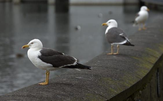  Sea gulls in the city