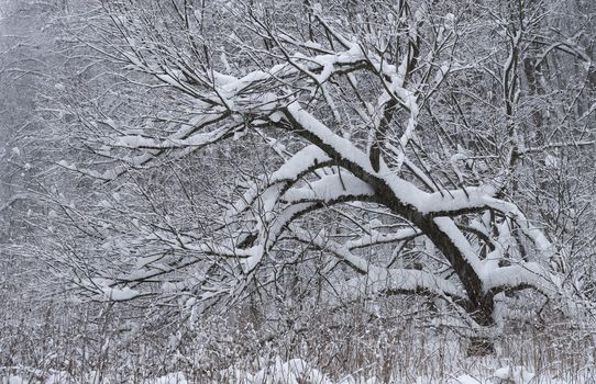 Trees covered with fresh snow in a cold and snowy winter day