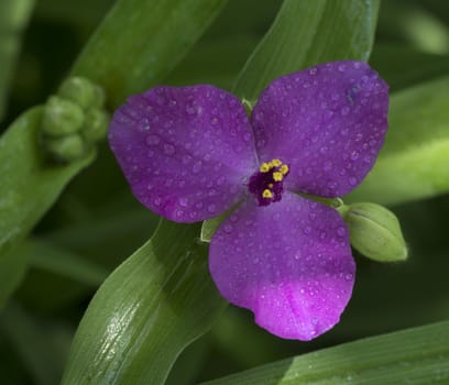 Garden Flowers With Water Drops After Rain Close Up View.