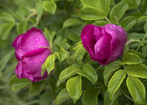Branch of Briar With Flower and Water Drops After Rain