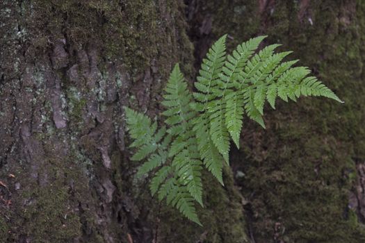 Branch of a Fern Growing From Tree Bark in a Shady Forest