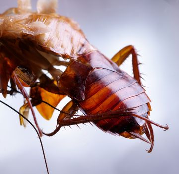 Macro shot of Skin changing stage of a cockroach