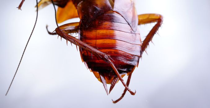 Macro shot of Skin changing stage of a cockroach