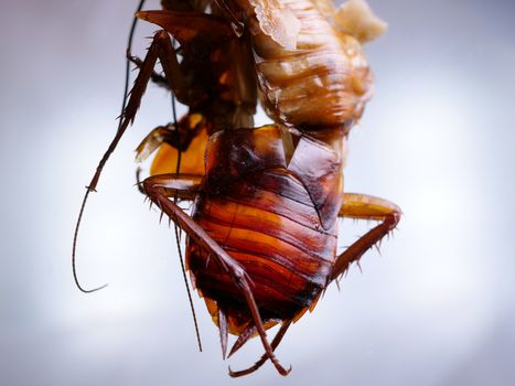 Macro shot of Skin changing stage of a cockroach