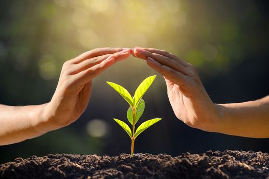 environment Earth Day In the hands of trees growing seedlings. Bokeh green Background Female hand holding tree on nature field grass Forest conservation concept