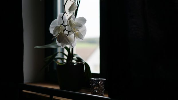 Flower pot near a big window. White orchid on the windowsill. Black Curtains - Morning