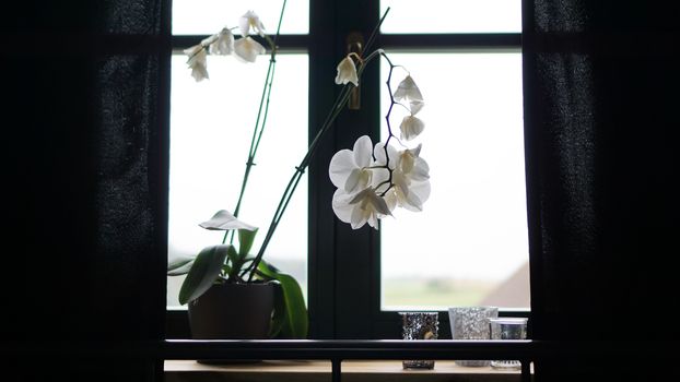 Flower pot near a big window. White orchid on the windowsill. Black Curtains - Morning