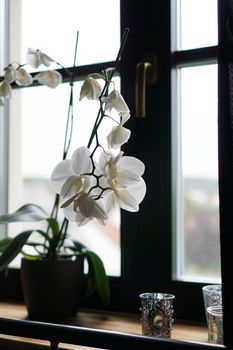 Flower pot near a big window. White orchid on the windowsill. Black Curtains - Morning