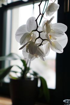 Flower pot near a big window. White orchid on the windowsill. Black Curtains - Morning