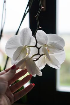 Flower pot near a big window. White orchid on the windowsill. Black Curtains - Morning