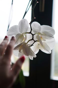 Flower pot near a big window. White orchid on the windowsill. Black Curtains - Morning