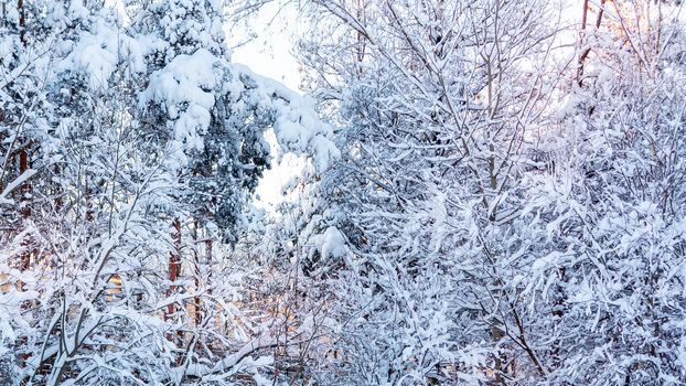 Snow-covered tree branches in the winter forest against the blue sky in the sunset light.