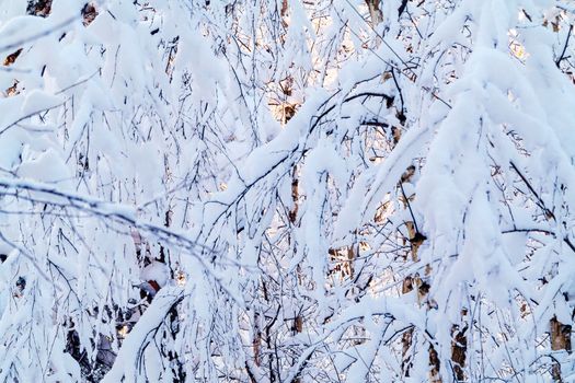 Beautiful winter landscape. Snow-covered branches of bushes in the light of sunset, can be used as a background or texture.