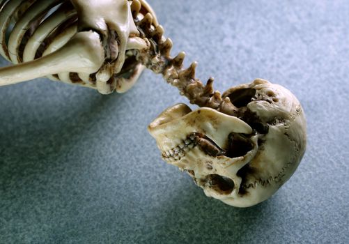 Miniature Human Skeleton Model Close Up