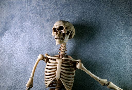 Miniature Human Skeleton Model Close Up