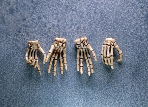 Miniature Human Skeleton Model Close Up