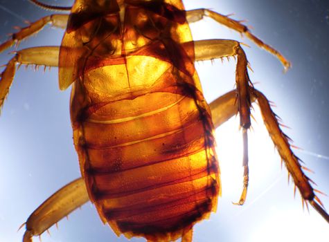 Macro close up of a cockroach insect analysis