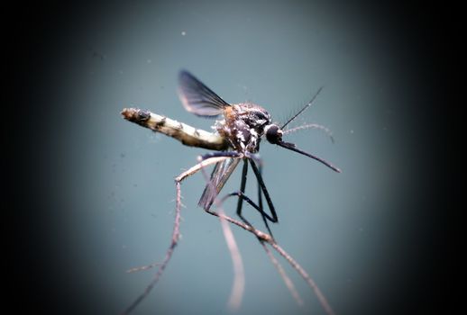 Macro close up of a mosquito insect in a lab