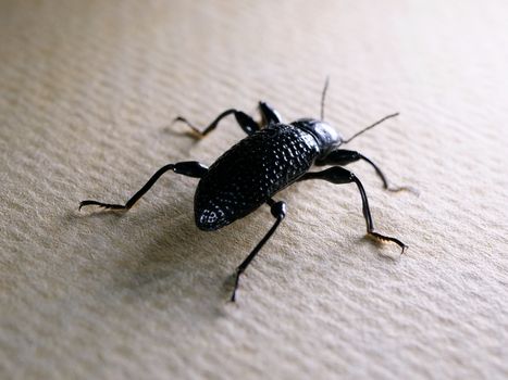 Close up of an insect in detail