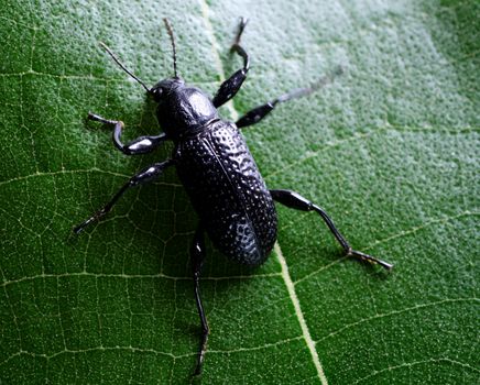 Close up of an insect in detail