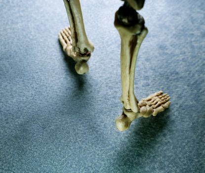 Miniature Human Skeleton Model Close Up