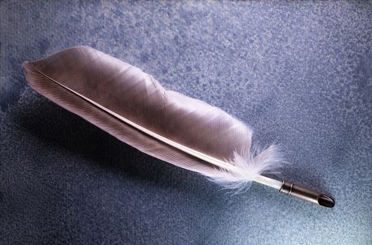 Close up of a quill feather