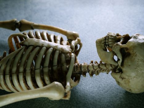 Miniature Human Skeleton Model Close Up