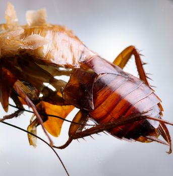 Macro shot of Skin changing stage of a cockroach