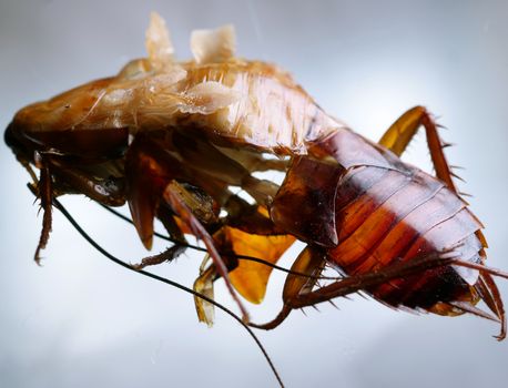 Macro shot of Skin changing stage of a cockroach