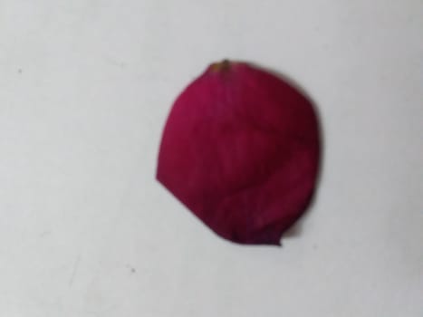 a petal of dark pink rose