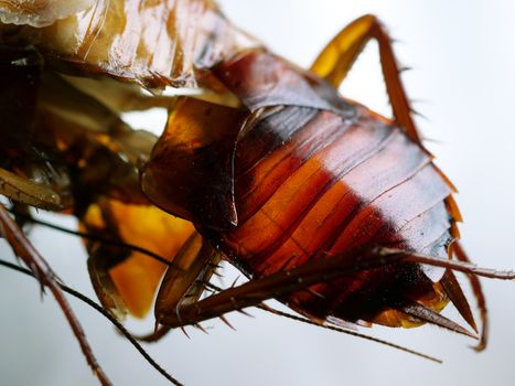 Macro shot of Skin changing stage of a cockroach