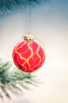 The red sphere hangs on a fir-tree close up.