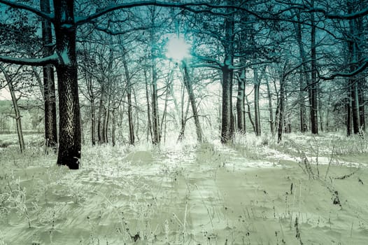 winter landscape in the forest with the morning sun.