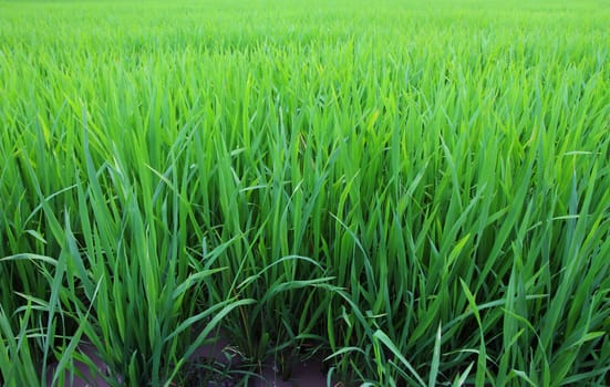 Young rice field season farming, rice field in Thailand.