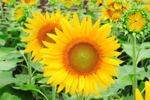 Sunflowers blooming in the garden.