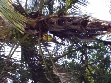 a study of coconut tree after rains