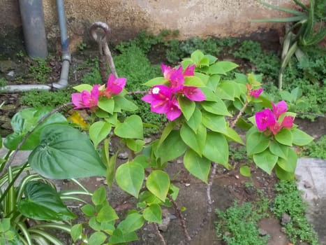 flowers in a flowerpot