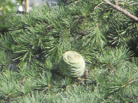 a green carpet in nature