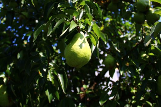 The picture shows pears on a pear tree.