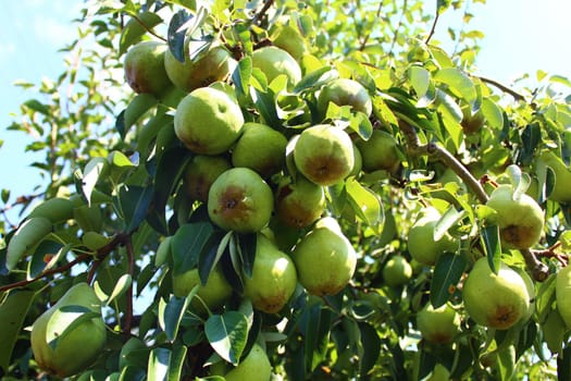 The picture shows pears on a pear tree.