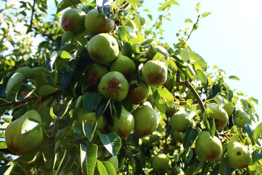 The picture shows pears on a pear tree.