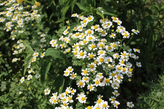 The picture shows blossoming chamomile in the garden.