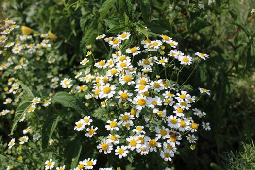 The picture shows blossoming chamomile in the garden.