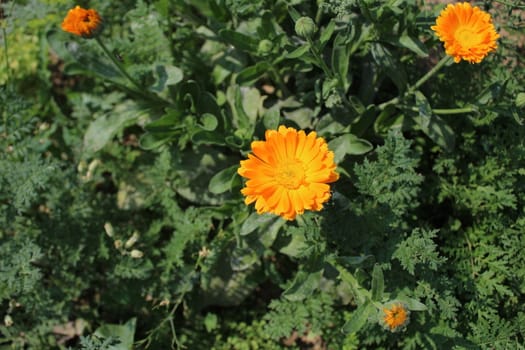 The picture shows marigold on a sunny day.