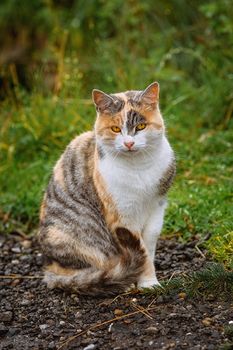 Domestic Cat Sitting on the Gravel Road